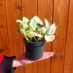 Potosovec (Epipremnum) ´HAPPY LEAF´ - výška 10-15 cm, Ø 15-25 cm, kont. C1L 